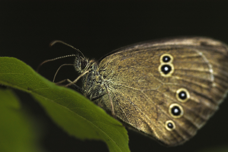 photo "Grey as the mouse the butterfly" tags: nature, insect