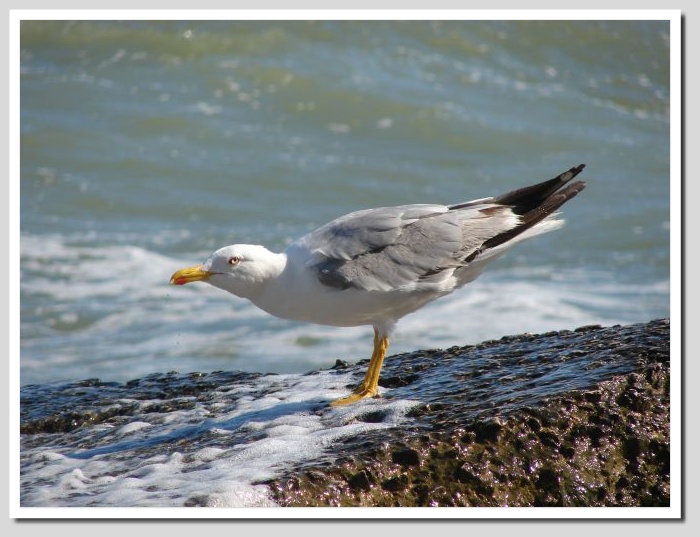 photo "herring gull 3" tags: nature, wild animals