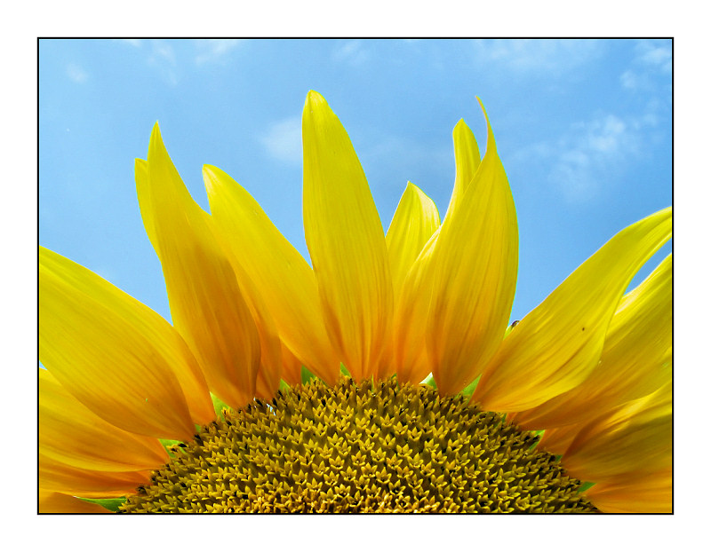 photo "Sunflower" tags: landscape, nature, flowers, summer