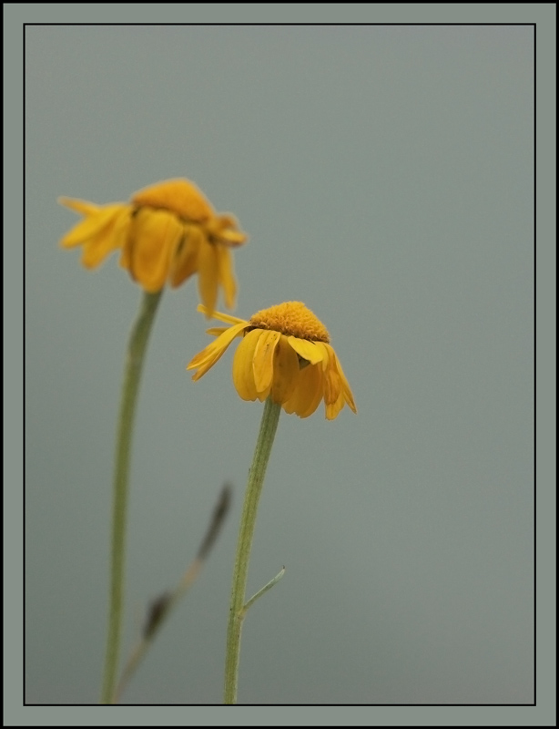 photo "***" tags: nature, flowers