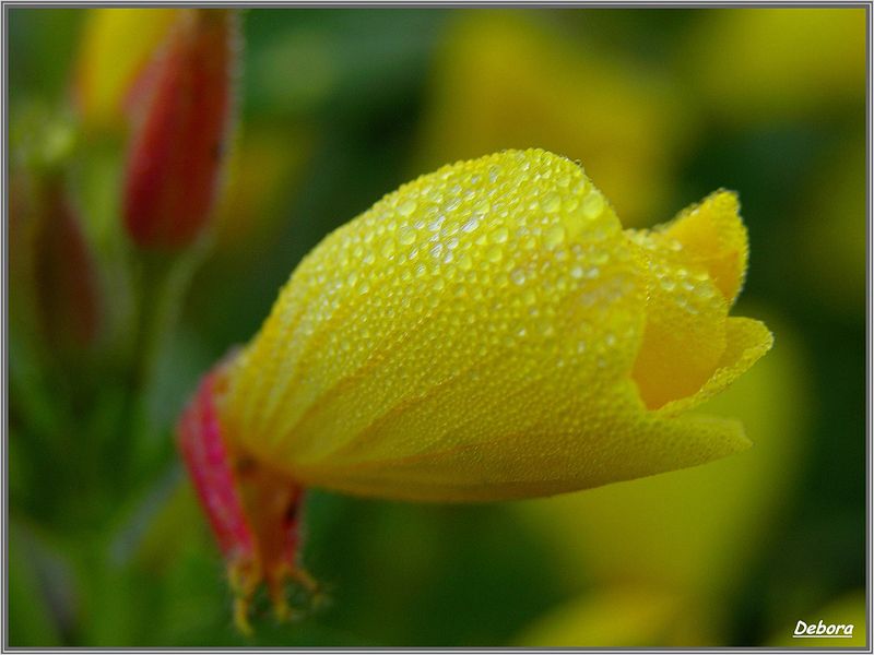 photo "***" tags: nature, flowers