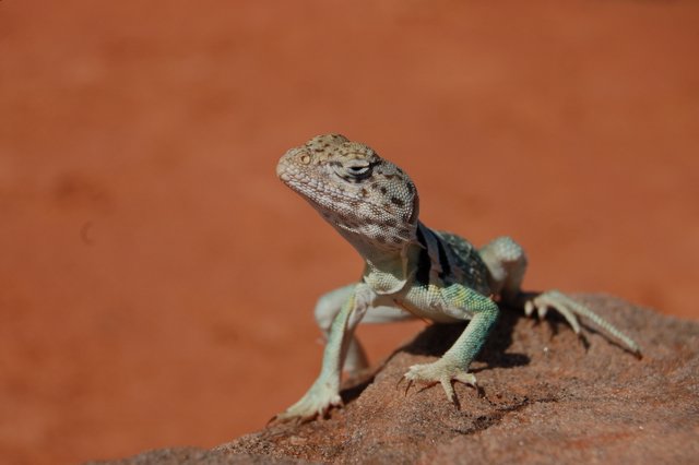 photo "Lizard in Palo Duro" tags: nature, wild animals