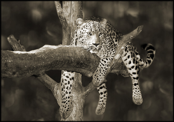 photo "***" tags: nature, wild animals