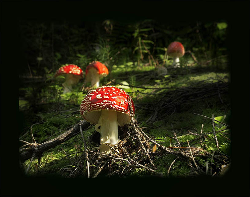 photo "Fly agarics" tags: nature, flowers