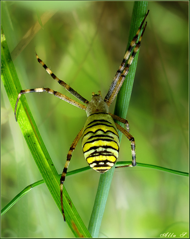 photo "***" tags: nature, insect