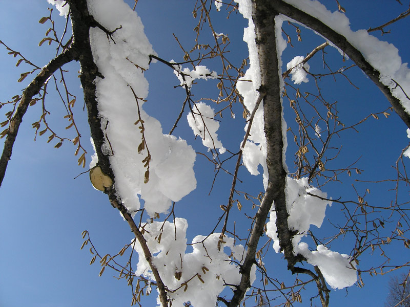 photo "***" tags: landscape, nature, flowers, winter