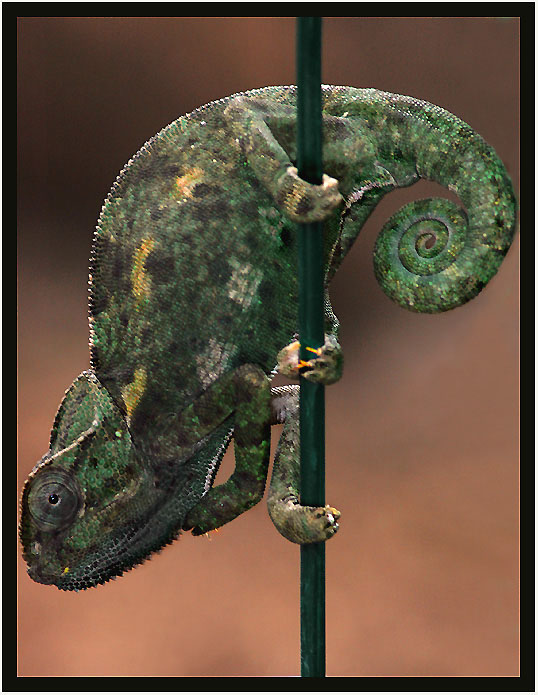 photo "Chameleon" tags: nature, wild animals