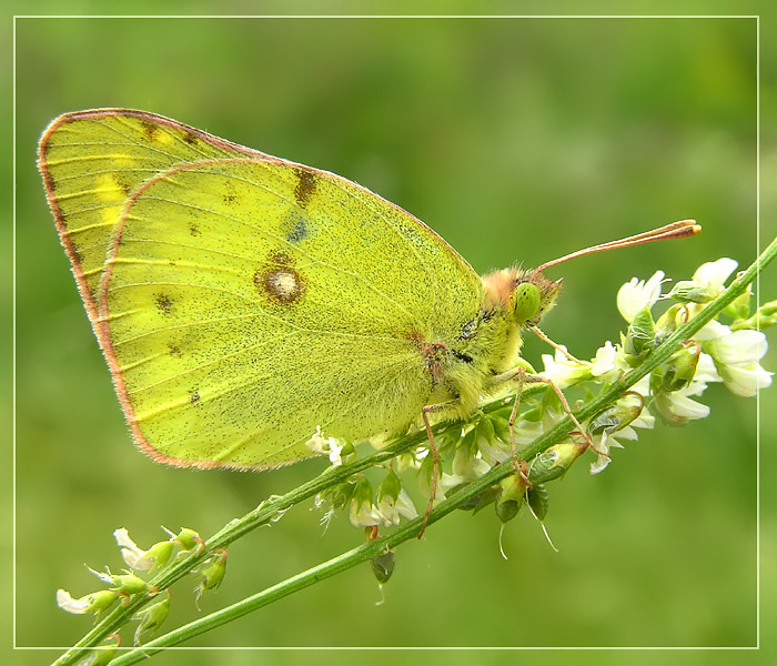 photo "* * *" tags: nature, macro and close-up, insect