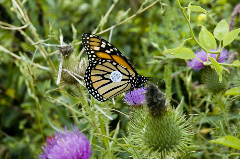 photo "Tagged Monarch" tags: nature, macro and close-up, insect