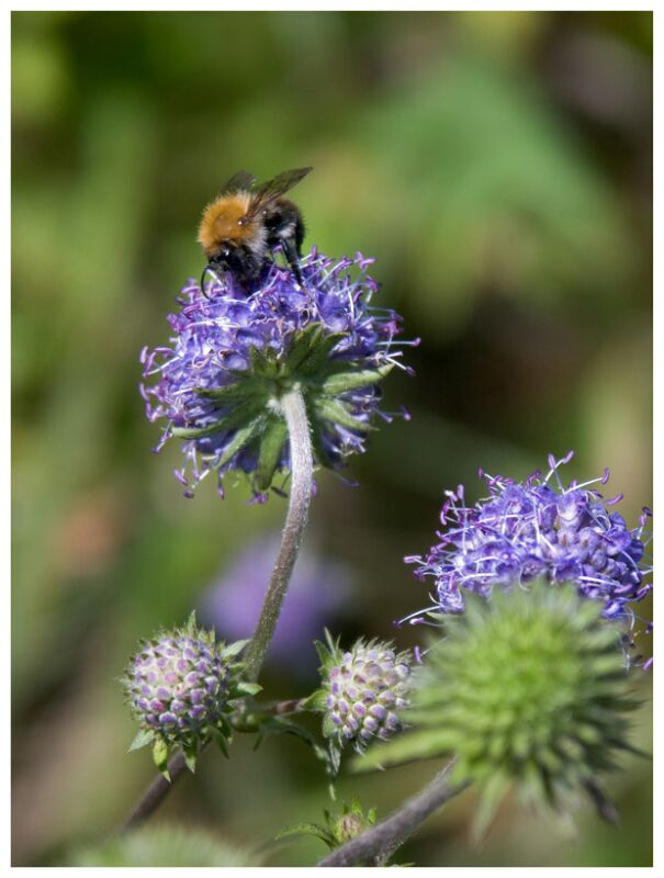 photo "***" tags: nature, flowers, insect