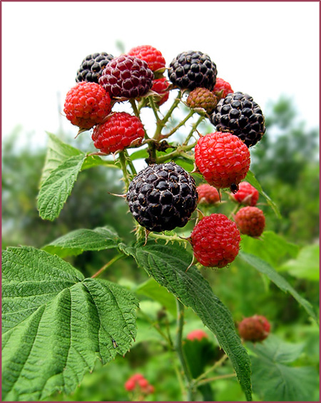 photo "Raspberries" tags: nature, flowers