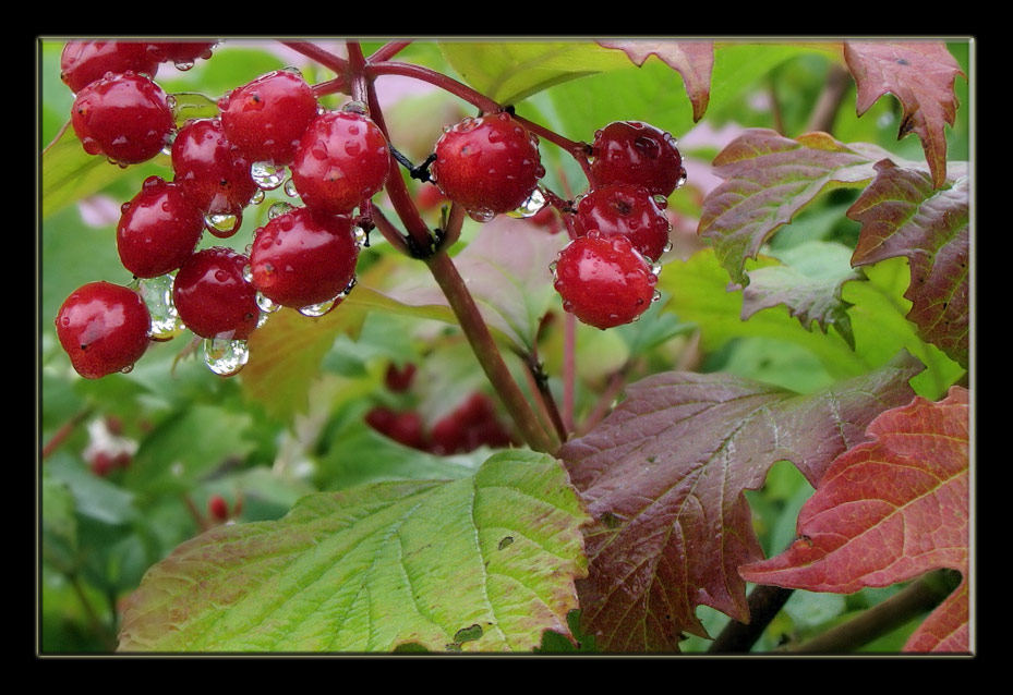 фото "Капельки" метки: природа, цветы