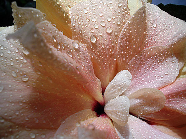 photo "Dew on a flower" tags: macro and close-up, nature, flowers