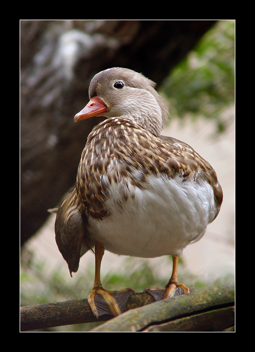 photo "Here is I what!!!...)" tags: nature, wild animals