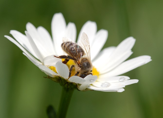 фото "Bee" метки: природа, макро и крупный план, насекомое