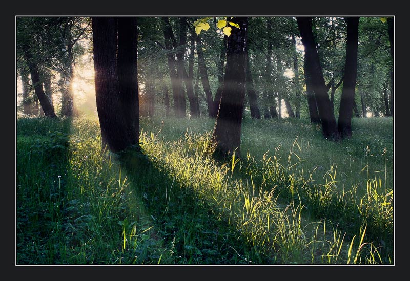 photo "***" tags: landscape, forest