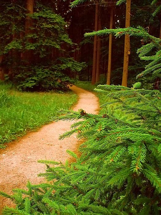 photo "***" tags: landscape, forest