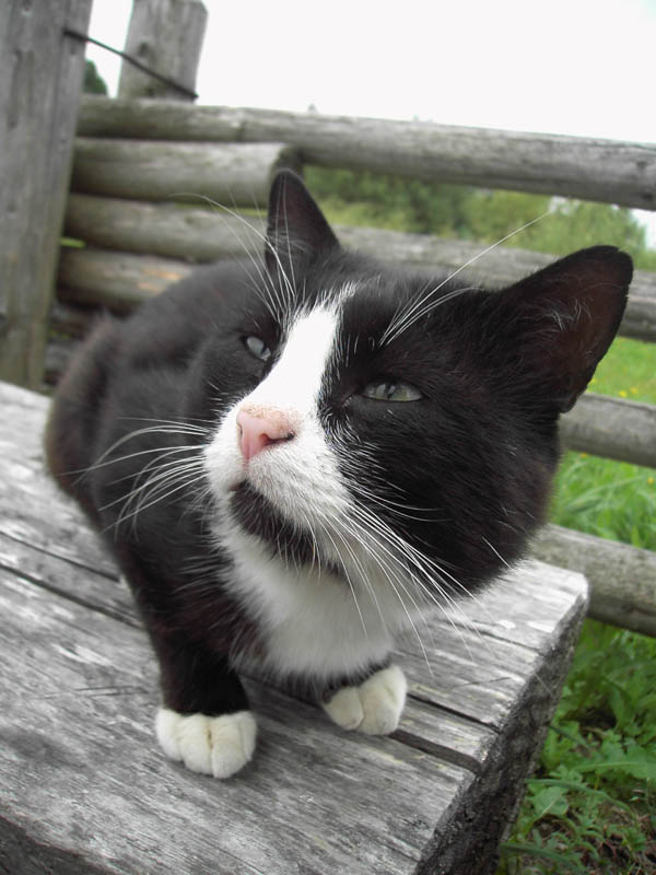 photo "***" tags: nature, pets/farm animals