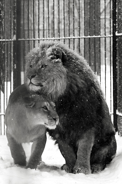 photo "***" tags: nature, wild animals