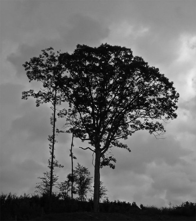 photo "Sadness" tags: nature, black&white, flowers