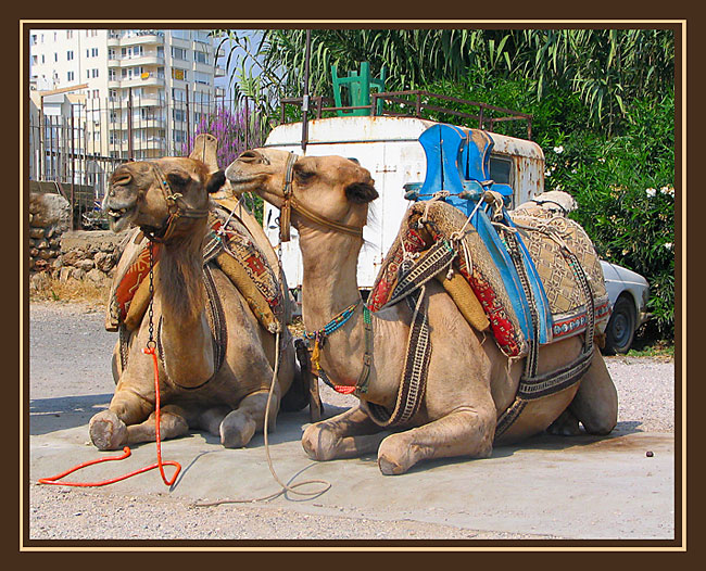 photo "Camels" tags: nature, travel, wild animals