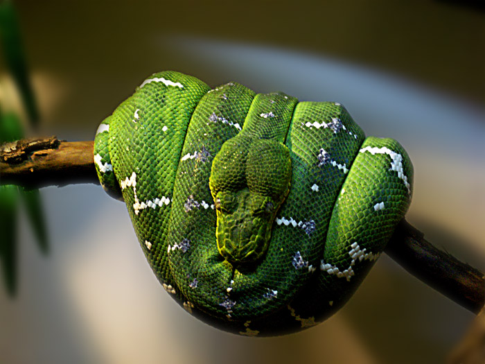 фото "Зеленый змий на отдыхе" метки: природа, дикие животные