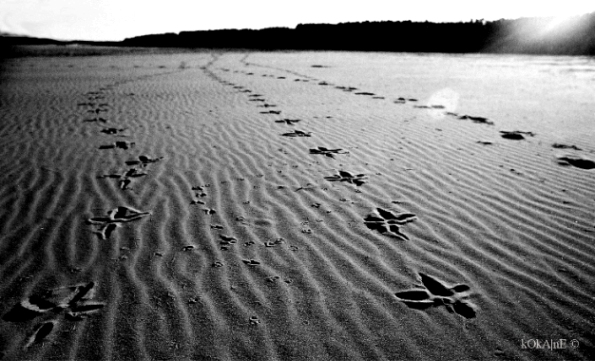 photo "Steps to nowhere" tags: , 