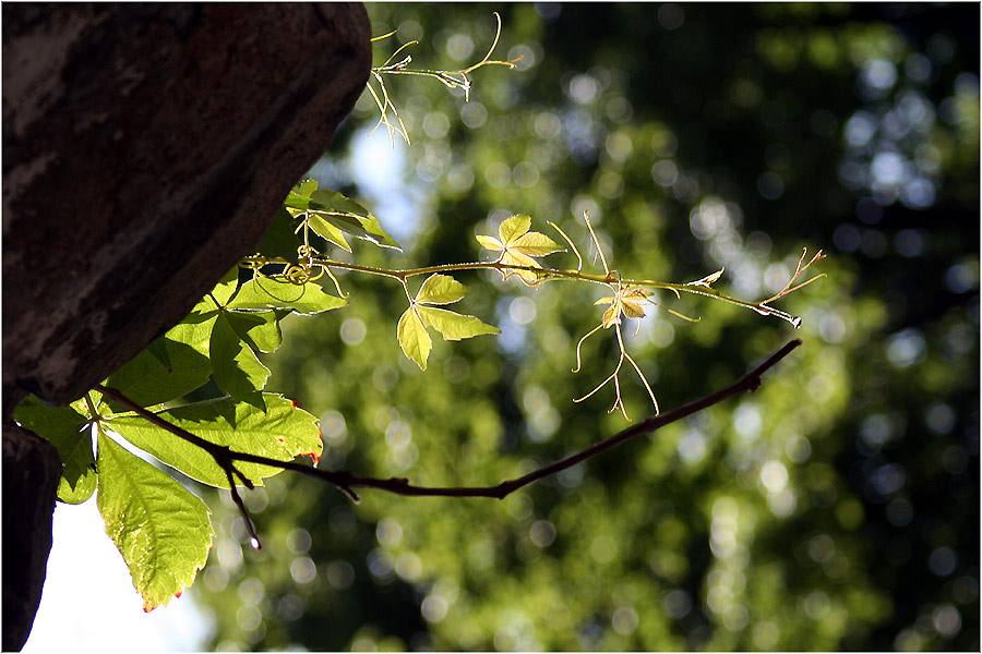 photo "***" tags: nature, flowers
