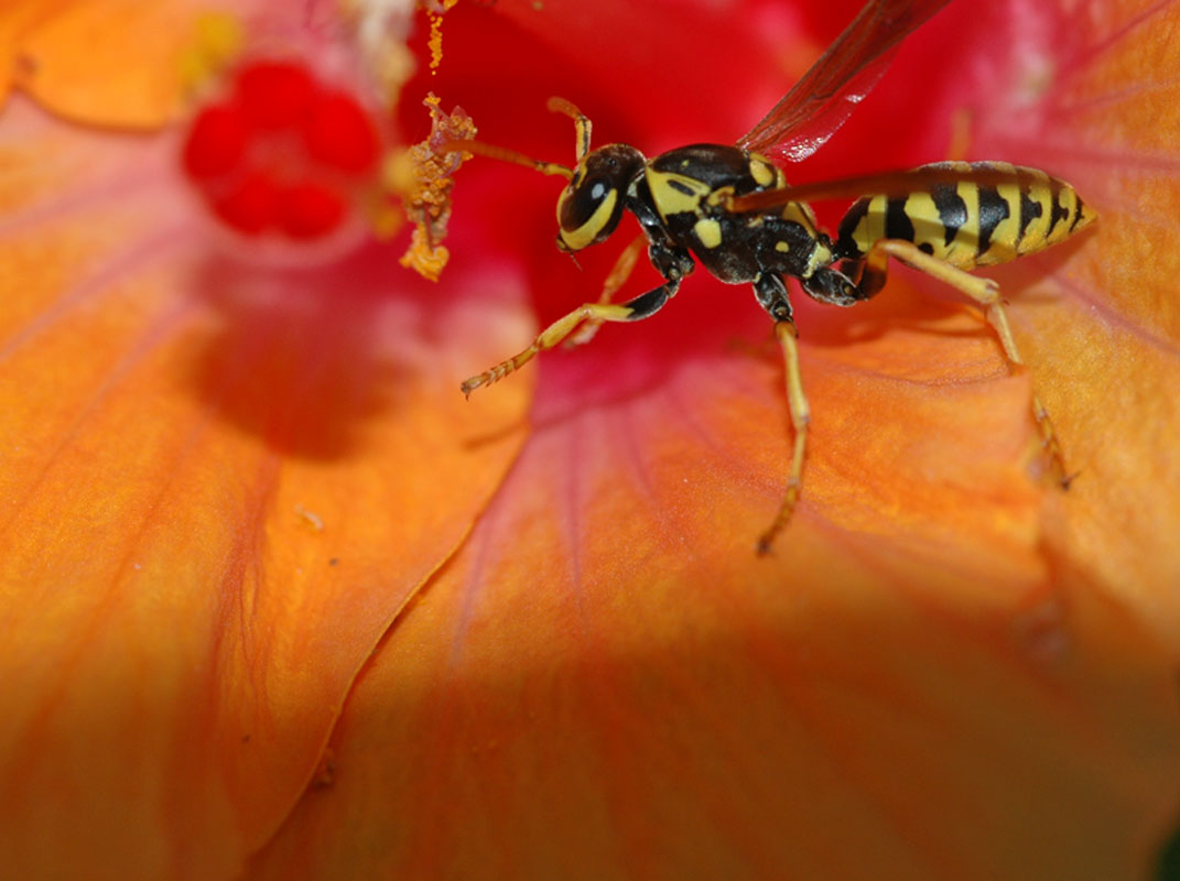 photo "***" tags: macro and close-up, nature, insect