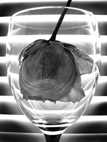 photo "Death..." tags: black&white, still life, 