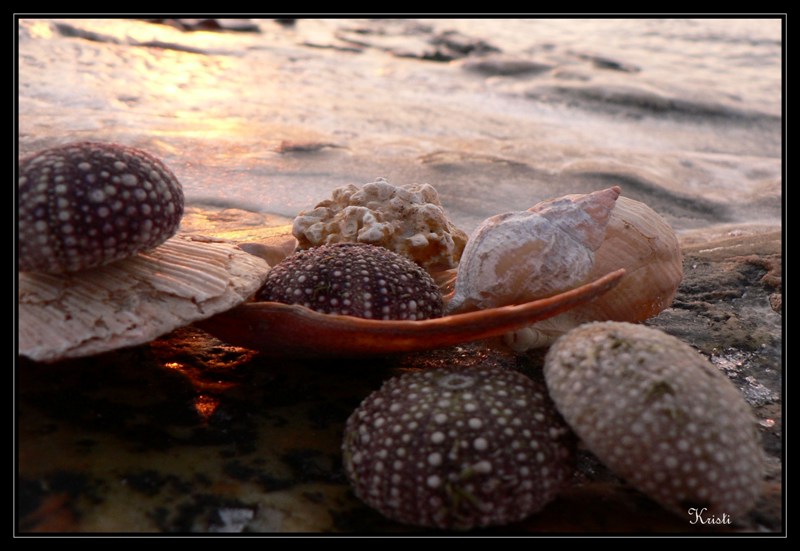 фото "from the sea..." метки: природа, 