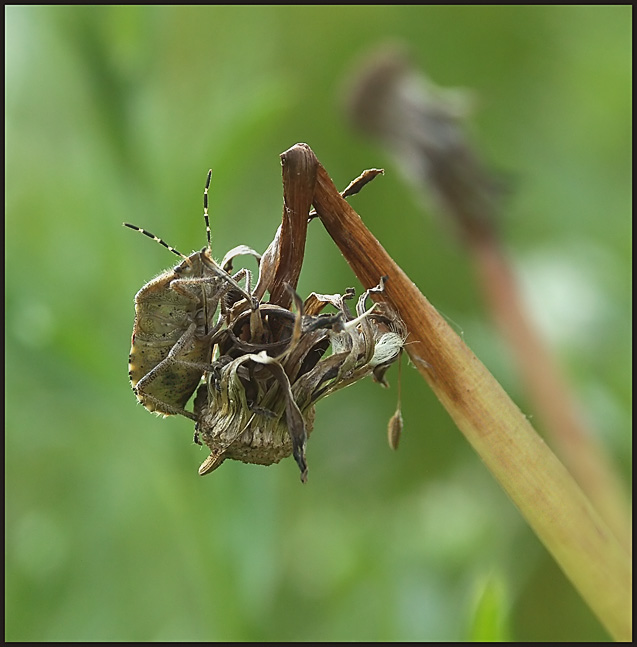 photo "Mimicry" tags: macro and close-up, 