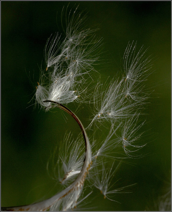 photo "Tree:)" tags: macro and close-up, nature, flowers