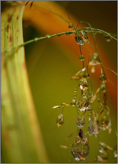 photo "Elfs Features:)" tags: macro and close-up, nature, flowers