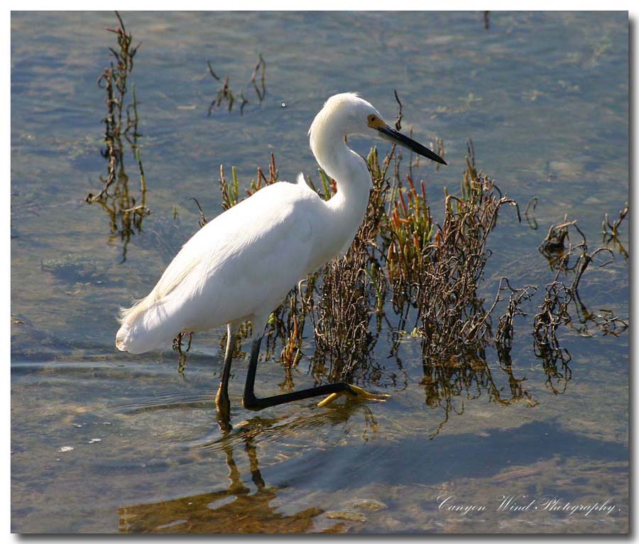 photo "The Hunter !" tags: nature, reporting, wild animals