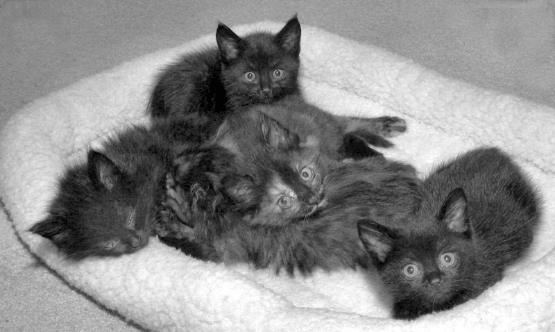photo "five feral kittens I am foster homing for a month" tags: nature, pets/farm animals