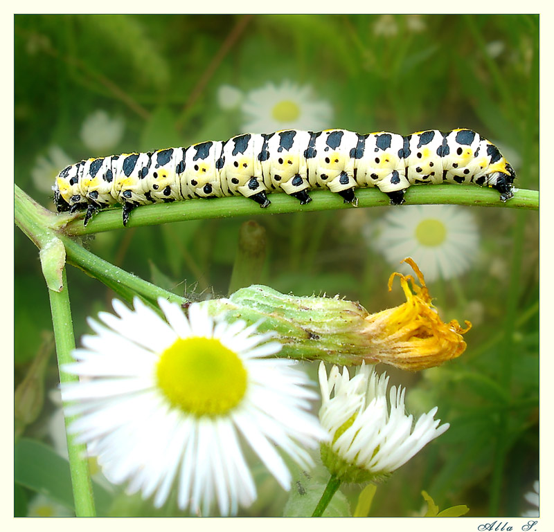 photo "***" tags: nature, insect