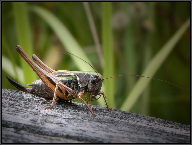 photo "Before a jump" tags: macro and close-up, nature, insect