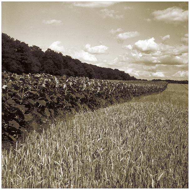 photo "Sunflowers" tags: landscape, black&white, forest