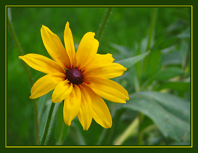 photo "The autumn sun" tags: nature, macro and close-up, flowers