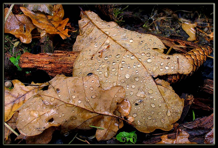 photo "Autumn still-life" tags: nature, flowers