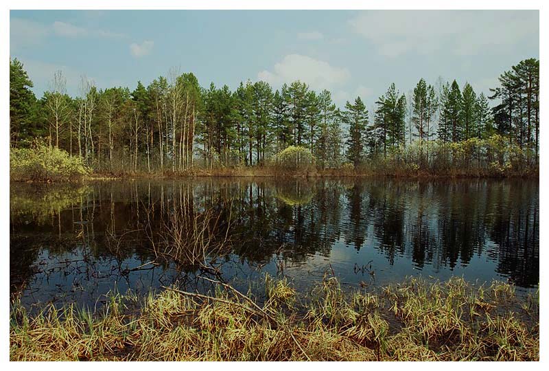 photo "Favourite bog" tags: landscape, forest, summer