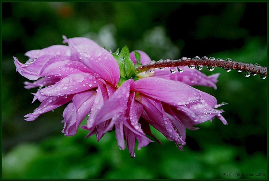 photo "***" tags: nature, flowers