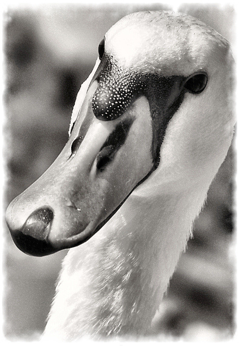 фото "Swan" метки: портрет, природа, дикие животные