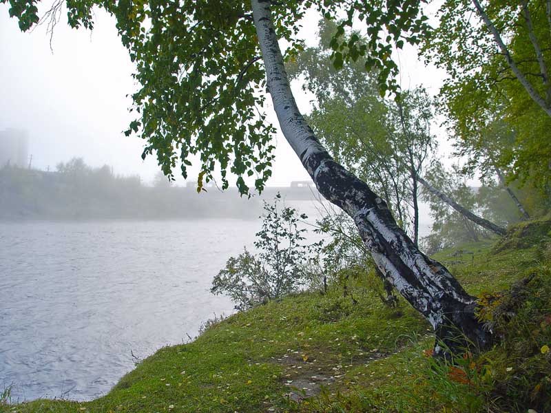 photo "Mist" tags: landscape, forest