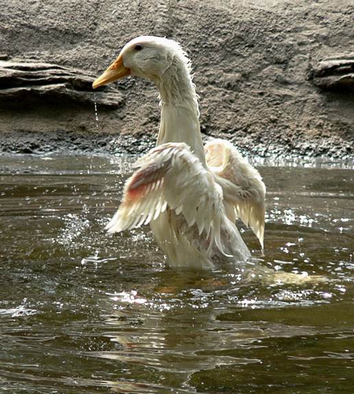 photo "***" tags: nature, wild animals