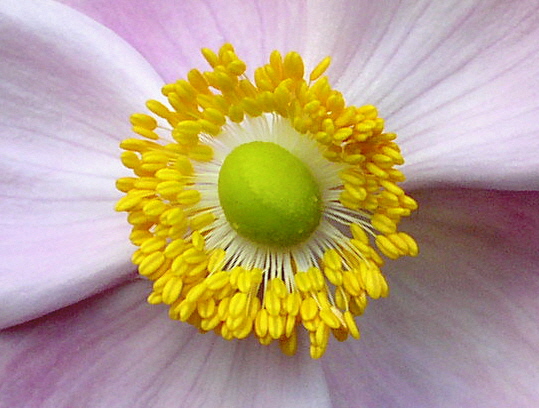 фото "flower" метки: макро и крупный план, природа, цветы
