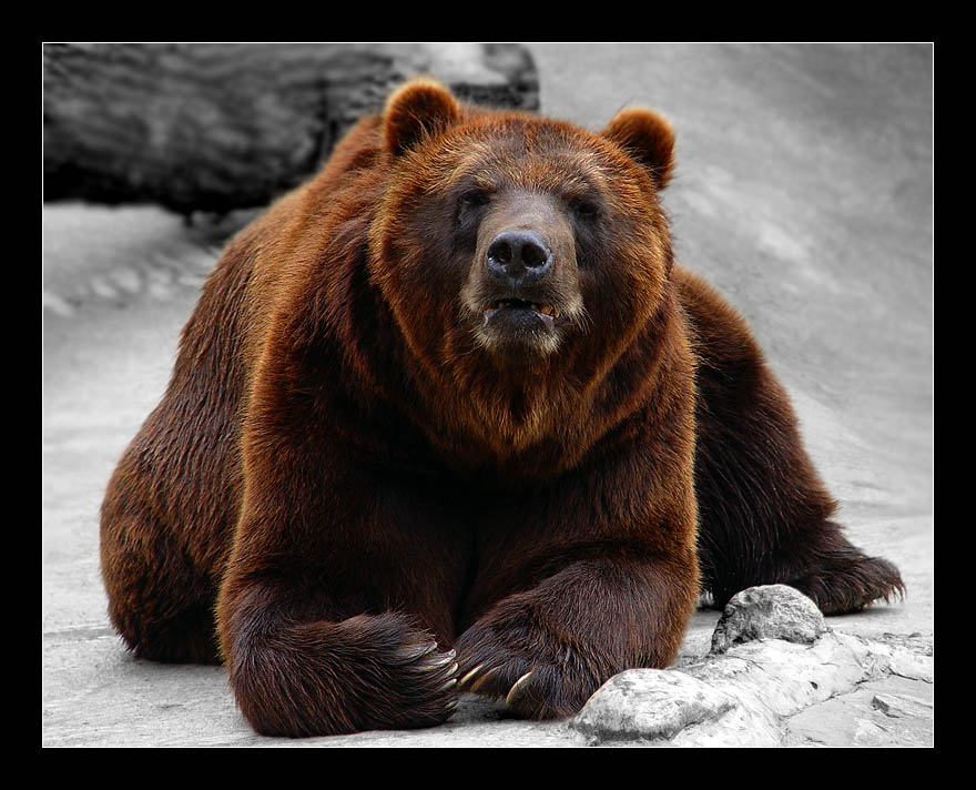 photo "Main..." tags: nature, wild animals