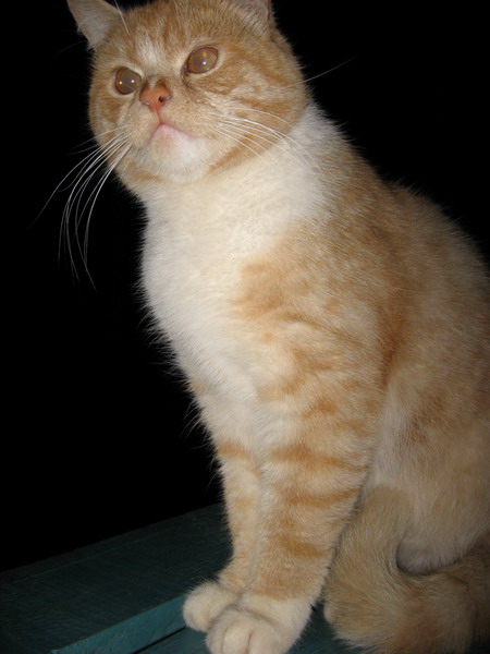 photo "***" tags: nature, pets/farm animals