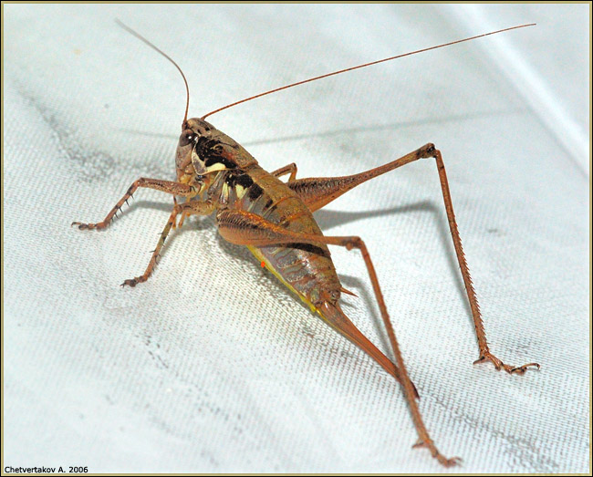 photo "***" tags: nature, macro and close-up, insect